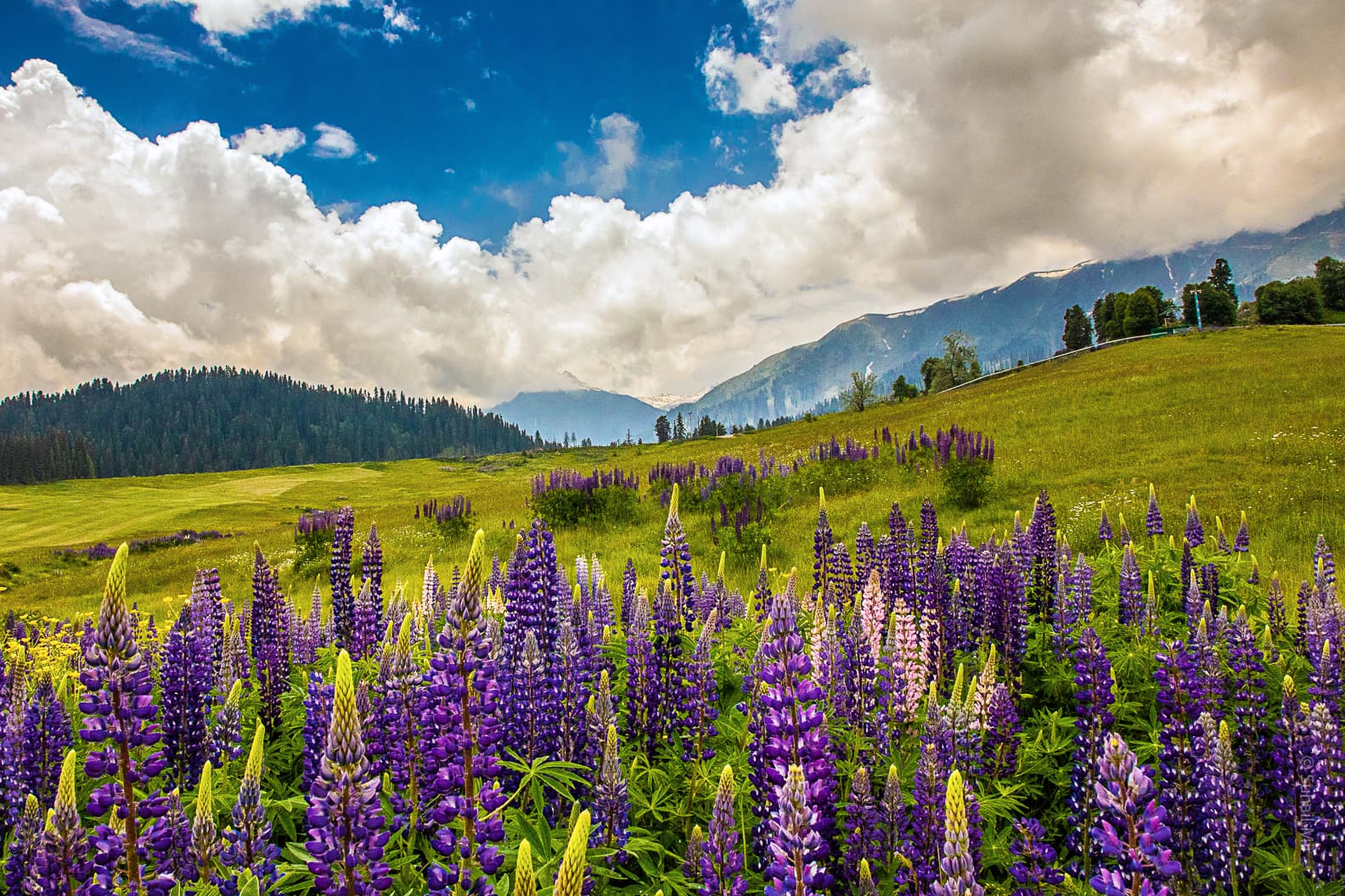 Kashmiri Language Workshop